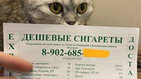Как заказать сигареты с доставкой в Ростелеком